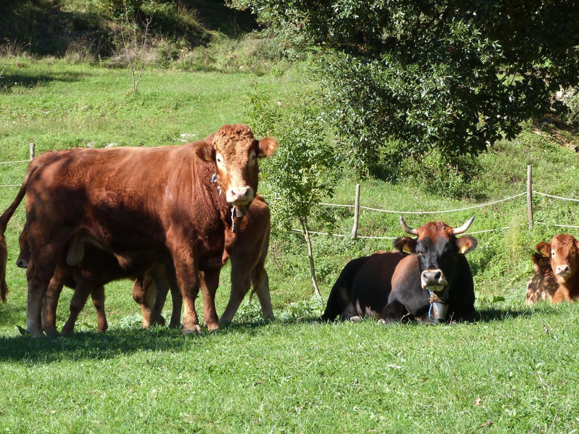 Agriturismo Giandriale Tavarone Kültér fotó